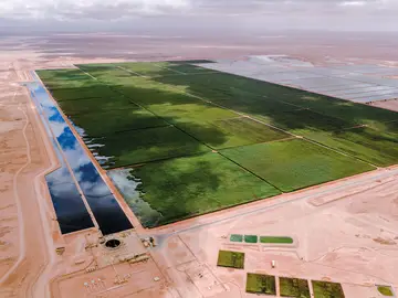 Bauer Resources betreibt größte Schilfkläranlage der Welt in Nimr, Oman